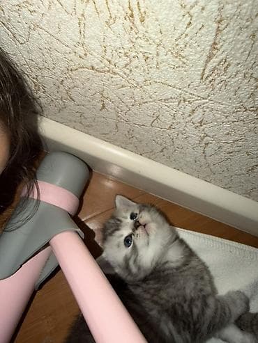 шотландская серебристая шиншилла купить: Шиншилла, В добрые руки — 6