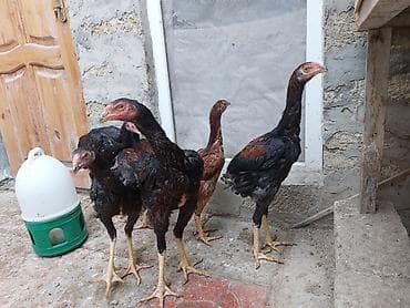 ev itleri satisi: Toyuq cücələri, Damazlıq — 4