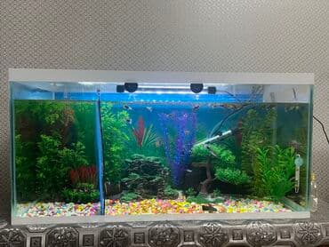 Dördbucaq akvarium, 1 l, Ünvandan götürmə