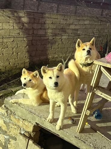 сколько стоит акита ину: Акита-ину, 6 месяцев, Самка, С прививками, Самовывоз — 4