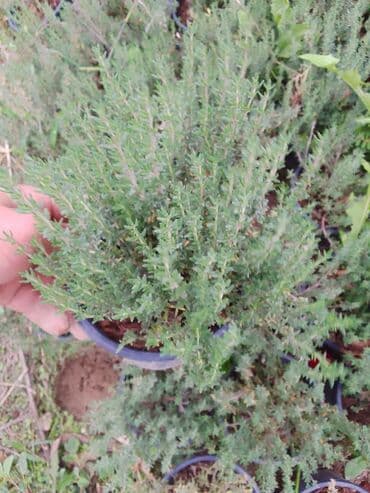 алоэ гулунун дарылык касиети: Saksıda ətirli timyan (keklikotu) bitkisi - Bitki növü: Timyan — 3