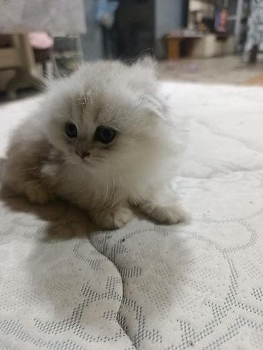 Şotland