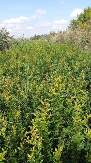 sultan daragi gülü: Salam əla sort nar tingləri bir illik 1.50 qəkiylik iki illik 2 manat — 6