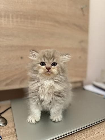 Şotland, Dişi, Erkək, Yaxşı əllərə, Ödənişli çatdırılma, Ünvandan götürmə