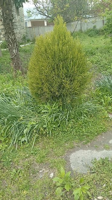 Landşaft üçün dekorativ həmişəyaşıl kollar - Thuja (piramidal — 1