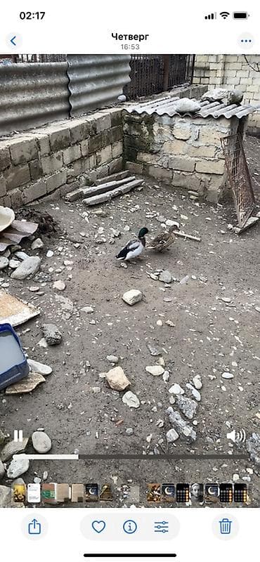 heyvan yemlərinin satışı: Erkək, Damazlıq — 2