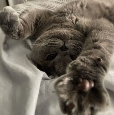 pişik latoku: Şotland yastı qulaq, Erkək, Dişi, Ödənişli çatdırılma, Ünvandan götürmə — 12