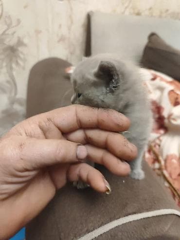 pisik cinsleri: Məhsul: İncə tüklü balaca pişiklər (uşaqlar) Xüsusiyyətlər: - Rəng — 8