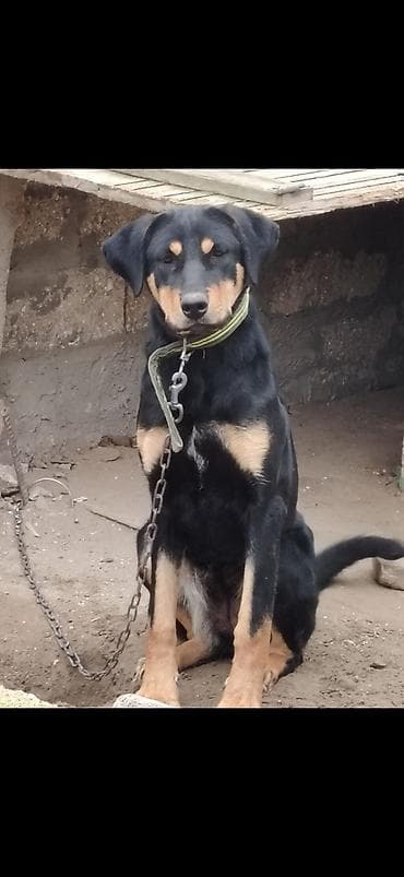 doberman itler: Doberman, 1 il — 2