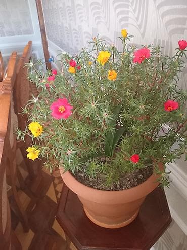 Saksıdakı canlı Portulaka (moss rose) – çoxrəngli çiçəklər - Növ lalafo.az -da Saksıdakı canlı Portulaka (moss rose) – çoxrəngli çiçəklər - Növ