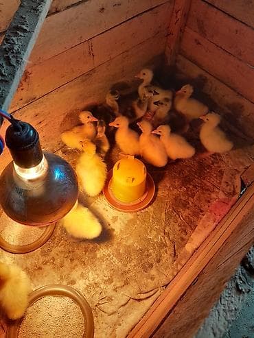 balaca it: Salam 6 günlük təmiz cins linda kuban qaz balaları satılır bütün — 1
