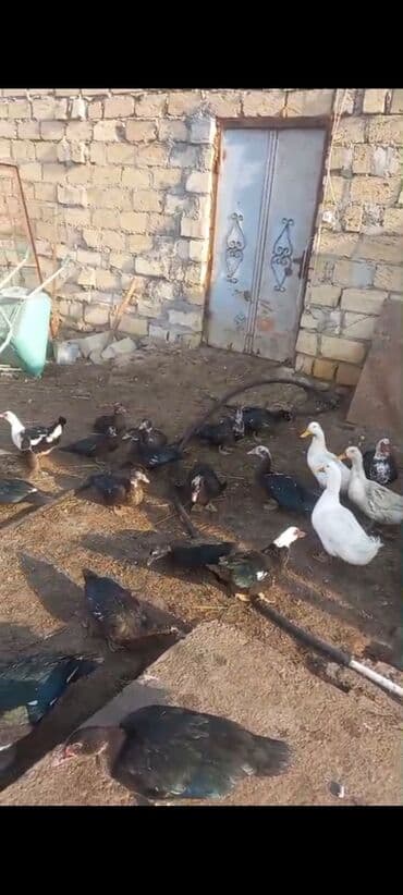 Dişi, | Lal ördək, Kuban, Macar, Damazlıq, Ünvandan götürmə, Ödənişli çatdırılma — 4