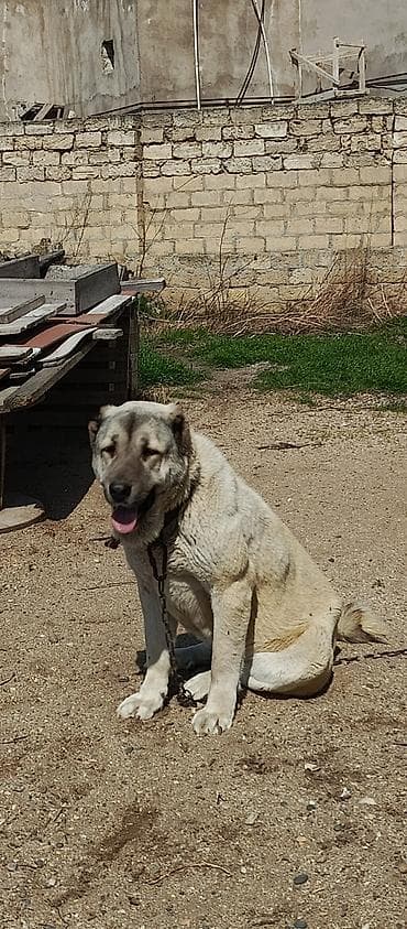 kangal iti satisi: Kanqal, 2 il — 2