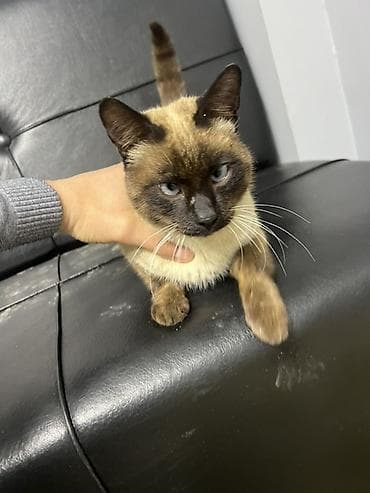 qara pisik sekilleri: Siam — 1