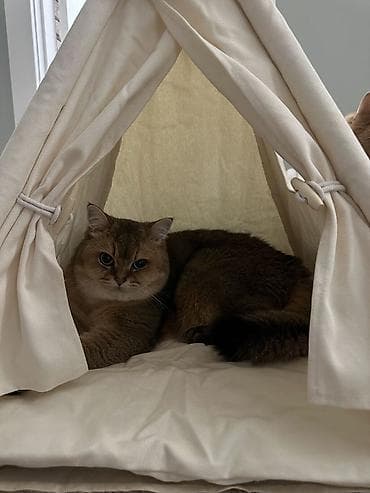 avcarka satisi: Qızıl şinşilla, Erkək, Yaxşı əllərə, Ödənişli çatdırılma — 4