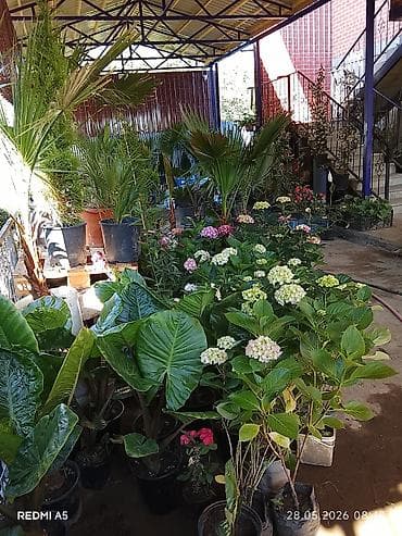 laminat satilir: 📲050 590 41 46 🏡Ev Həyət🪻 🌴GüLAğaclarin🌹Sifarişi🚚Bütün Bölgələrə — 4