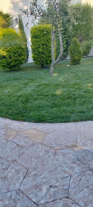 qazon: Təbii enli yarpaqlı qazon Tətbiq sahələri: - Həyət və bağlar - — 1
