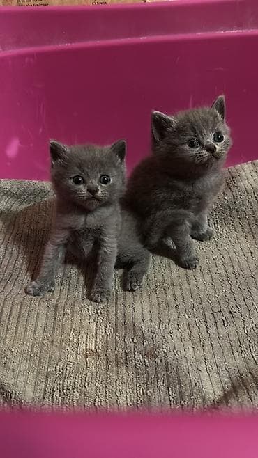 Pişiklər: Yaxşı əllərə — 5