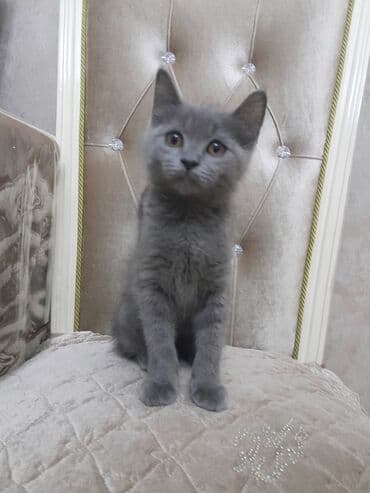 где можно купить котенка: Dişi, Yaxşı əllərə, Ünvandan götürmə — 4