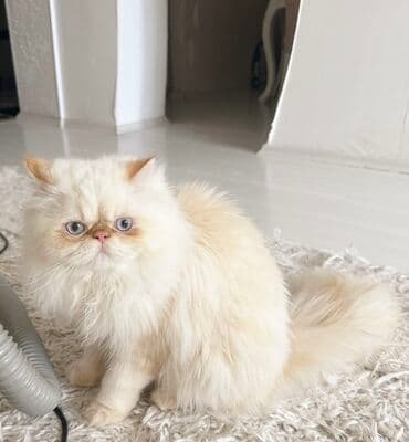 lalafo ev heyvanlari: Fars, Erkək, Cütləşmə üçün — 3