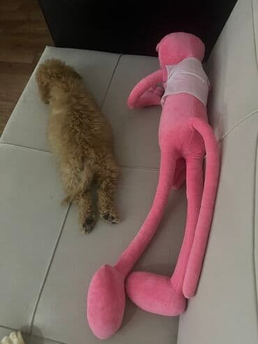 Pudel, 2 ay, Erkek, Peyvəndli, Ünvandan götürmə