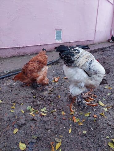 gəncə toyuq: Toyuq, Brama, Damazlıq — 1