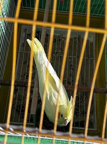satdig quslar: Dişidir, baladı 4 aylığdı Ələ öyrəşib dişləmir — 1