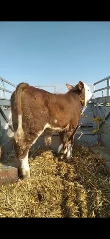 Satışda: ətlik istiqamətli dana - Cins tipi: Simmental qarışığı