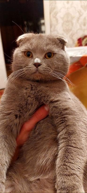 Şotland yastı qulaq, Yaxşı əllərə