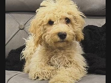 pitbull bala: Pudel, 7 ay, Erkek, Ödənişli çatdırılma — 2