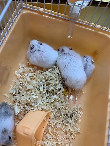 Gəmiricilər: Xomyak, hamster ag reng. Qefesi de var balaca -15azn, Boyuk -22azn — 3