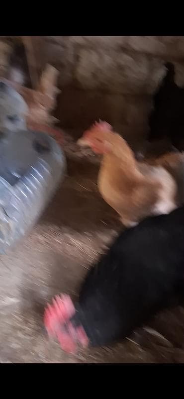 Toyuq, Australorp, Yumurtalıq, Ödənişli çatdırılma