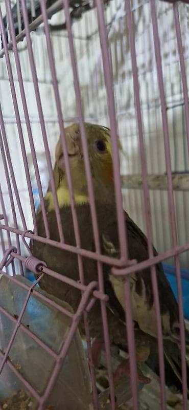 hinduwka satiwi: Dişləmir böyük 11 aylıqdı balaca 2 aylıq Balaca tam əlquşudur. Böyük — 3