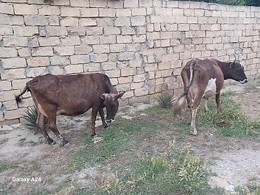 ordək bala: İnəkler satilir ana bala boyuk ineyin balasi disidi hemde bogazdi o — 6