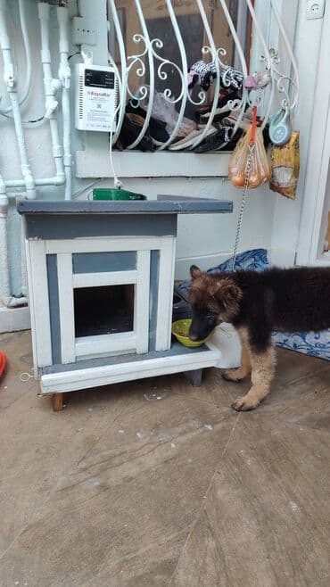 it yuvası: Taxta it evi – açıq havaya uyğun - Material: ağac konstruksiya — 1