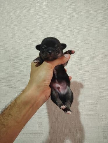 сколько стоит собака чихуахуа: Çixuahua, 1 ay, Peyvəndli — 4