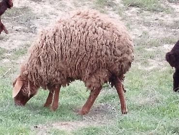 zaqatalada keci satilir: Qoyun – yerli cins, qəhvəyi rəngli, uzun və sıx yunlu. - Məqsəd: ət — 2