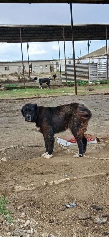 Аккумуляторы: Гурдбасар, 3 годa, Самка, С прививками, Платная доставка — 5