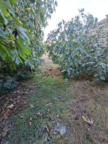 bakı ənciri: 2 sot, Tikinti, Mülkiyyətçi — 5