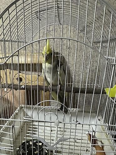 tutuquşu satışı az: Saglam qusdur qefesle birlikde verilir — 2