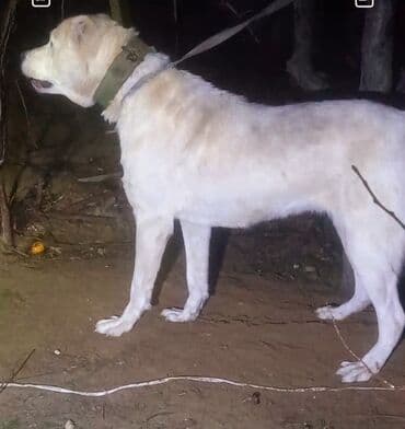 it bazari 2019: Diwi deyerinnen qat qat ucuz tecili satilir. cavandi kurseyine az — 2