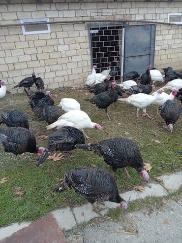 pekines satışı: Məhsul: Hinduşka sürüsü Təsvir: - Şəkillərdə olan sağlam, iriqaşlı — 7