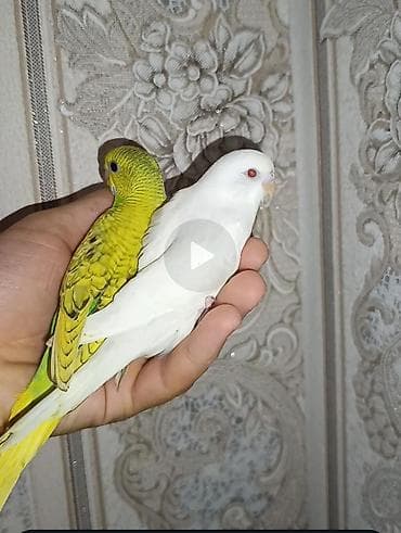 star quşu: Məhsul: Dalmat və dalğalı rəng mutasiyalı xonça (züğül) cütü – əl — 5