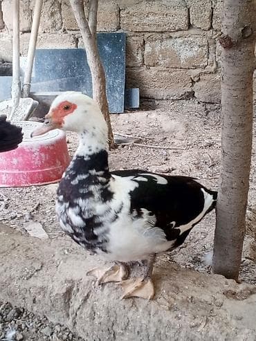 yetim quzu: Muscovy ördəkləri (indoutka) –bir yaş yarmdlar sağlam ördeklerdi — 2