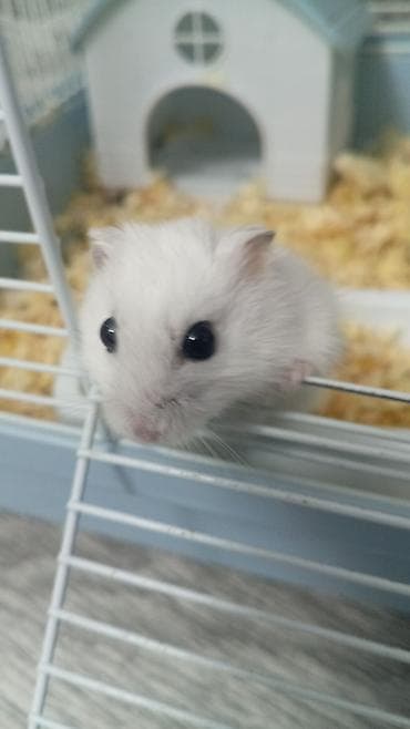 ev itleri balaca: Ağ rəngli cücərtili Cırtdan hamsterlər (xurma gözlü), qəfəs və — 2