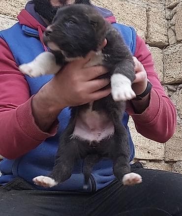 Akvariumlar: Qurdbasar, 1 ay, Dişi — 2