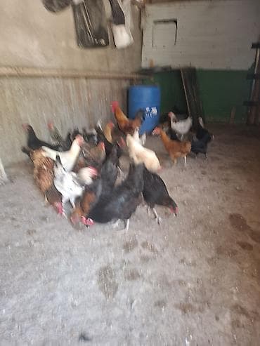 quşlar: 10 yumurtuyan toyug 1 xoruz 13 dene colpa toyug altinan cixan 1 den — 9