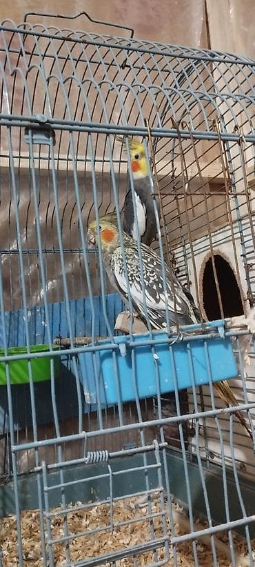 ucuz heyvanlar: HAZİR BALA VEREN CUTLERDİ - Növ: Nimfa (Cockatiel) cütü – biri boz/aq — 2
