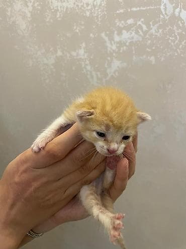 Balaları pişik sevər və onlara yaxşı balacaq şəxslərə verirəm) — 9
