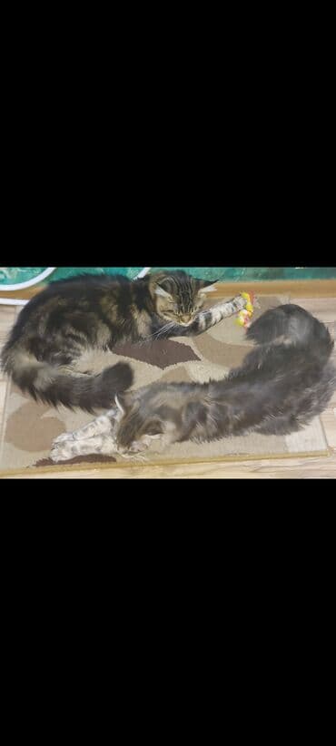 menks cinsi pişik: Meyn-kun, Erkək, Ünvandan götürmə — 3